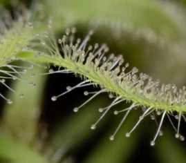 NanoSight customer ~ Carmen D. – New York, USA